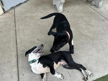 A baby medium-sized male Cattle Dog dog named Stewie for adoption in Gainesville, FL