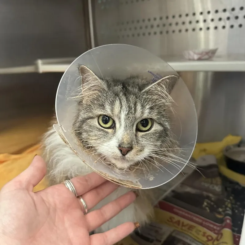A senior medium-sized female Gray / Blue / Silver Domestic Long Hair cat named Lilly for adoption in Pittsburgh, PA