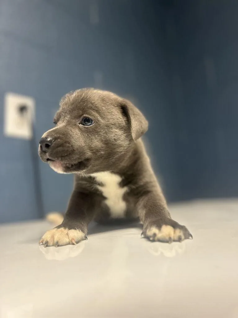 A baby medium-sized male Staffordshire Bull Terrier dog named Stewart for adoption in Athens, AL