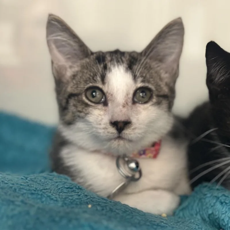 A baby small-sized female Brown / Chocolate Domestic Short Hair cat named H Melody for adoption in Port Washington, NY