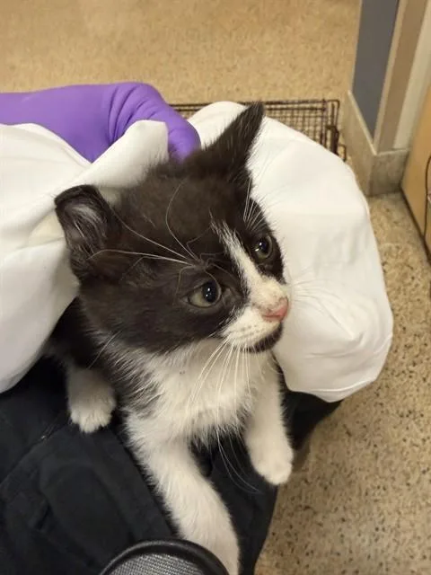 A baby small-sized male Domestic Short Hair cat named Grits for adoption in Miami, FL