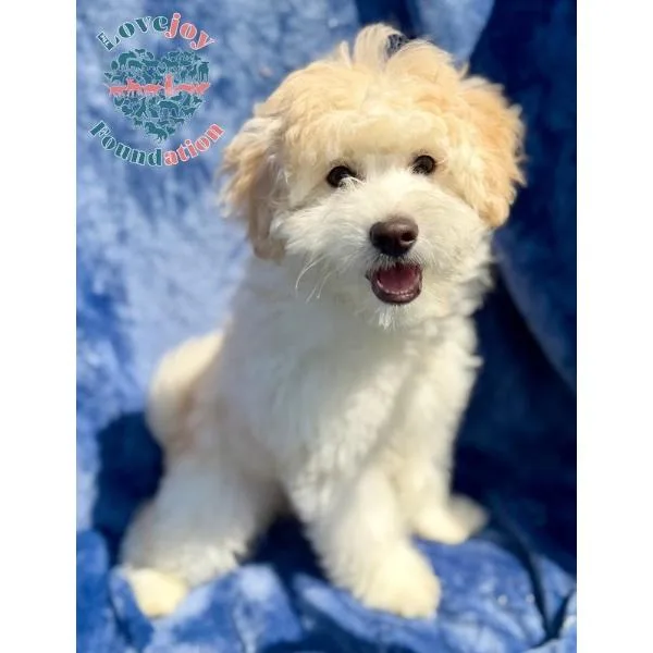 A baby small-sized male White / Cream Maltipoo dog named Sundance for adoption in Inglewood, CA