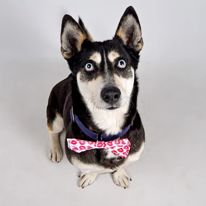 An adult medium-sized male Black Mixed Breed dog named Junior for adoption in Murray, UT