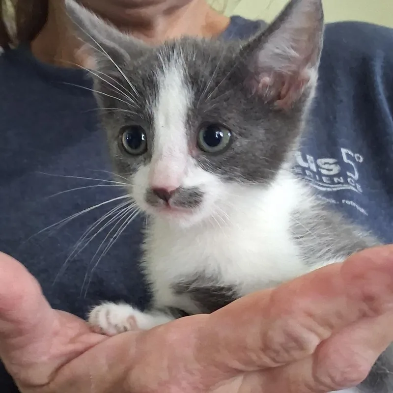 A baby small-sized female Gray / Blue / Silver Domestic Short Hair cat named Gigi for adoption in San Antonio, TX