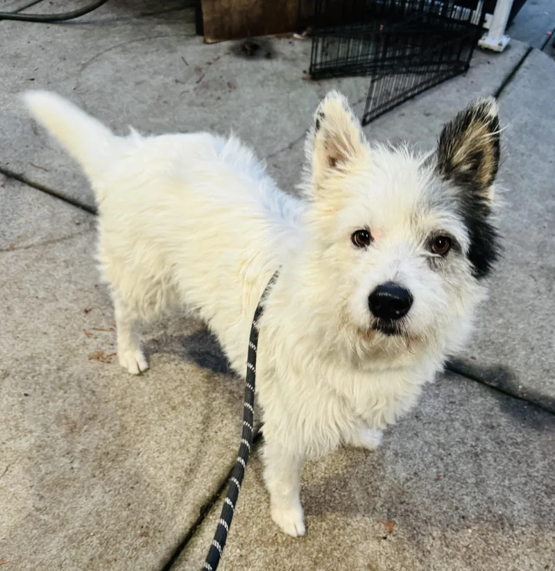 An adult medium-sized male White / Cream Picardy Sheepdog dog named Atticus for adoption in lynnwood , WA