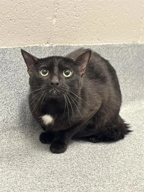 A young medium-sized male Domestic Short Hair cat named Binxy for adoption in Indianapolis, IN