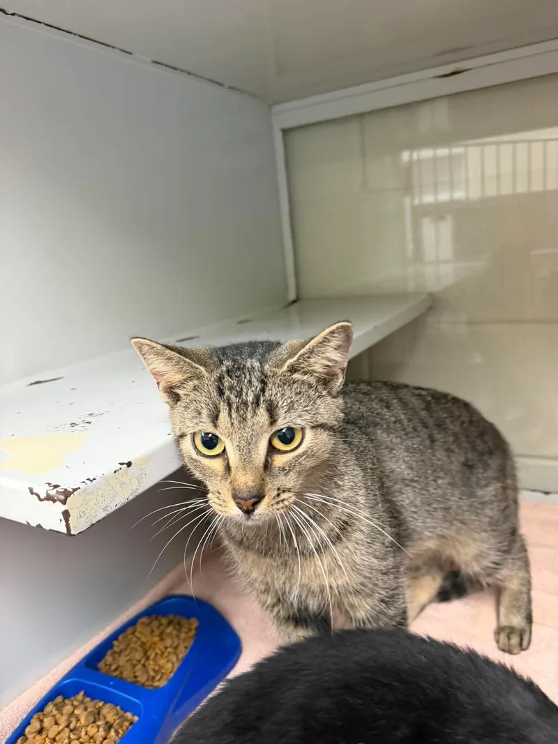 An adult medium-sized female Domestic Short Hair cat named November for adoption in Burgaw, NC