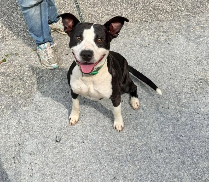 An adult medium-sized male American Staffordshire Terrier dog named Newspaper for adoption in Elizabethtown, NC