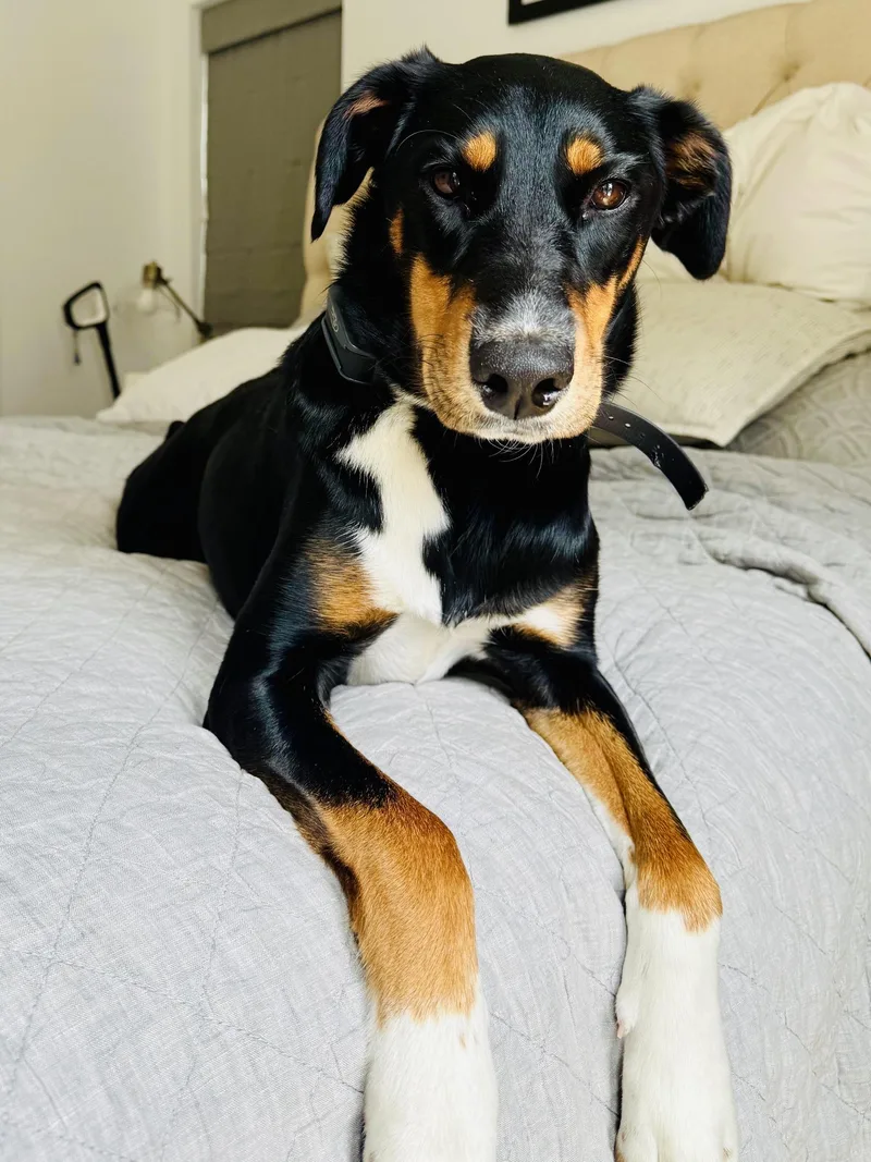 A young medium-sized female Mixed Breed dog named Olive for adoption in Toluca Lake, CA