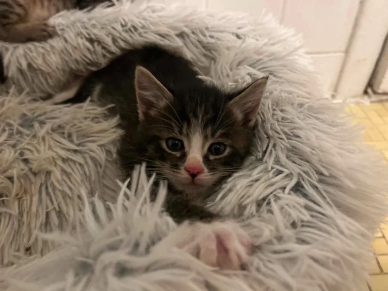 A baby medium-sized male Domestic Short Hair cat named Periwinkle for adoption in Hoover , AL