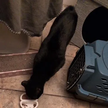 An adult medium-sized female Black Japanese Bobtail cat named Bobtail Midnight for adoption in Baytown, TX
