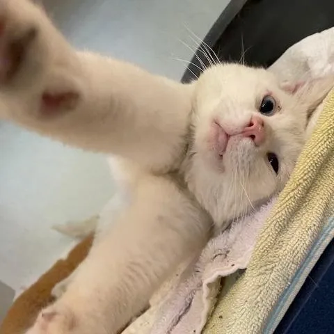 An adult medium-sized male White Domestic Short Hair cat named Jude for adoption in Dayton, OH