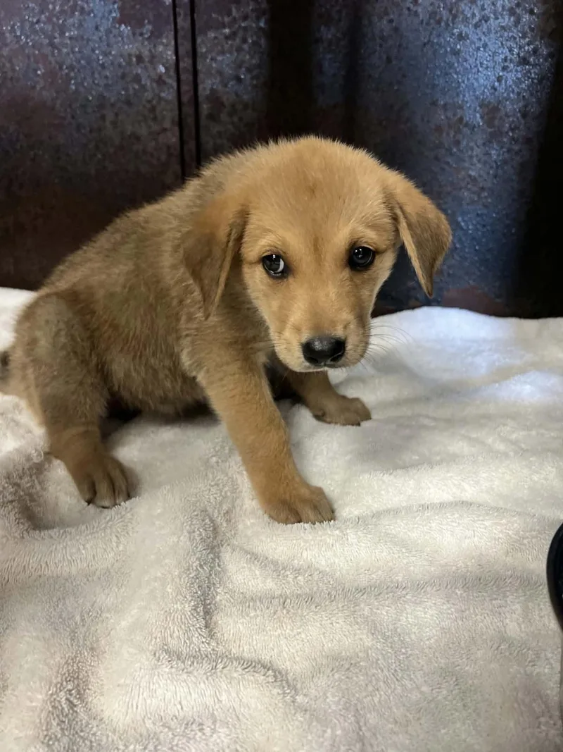 A baby small-sized female Golden Retriever dog named Savannah for adoption in Rockwall, TX