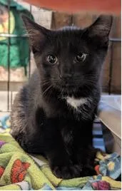 A baby medium-sized female Domestic Short Hair cat named Polly for adoption in St. Cloud, MN