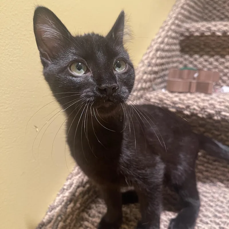 A baby small-sized male Black Domestic Short Hair cat named Tiny for adoption in Layton, UT