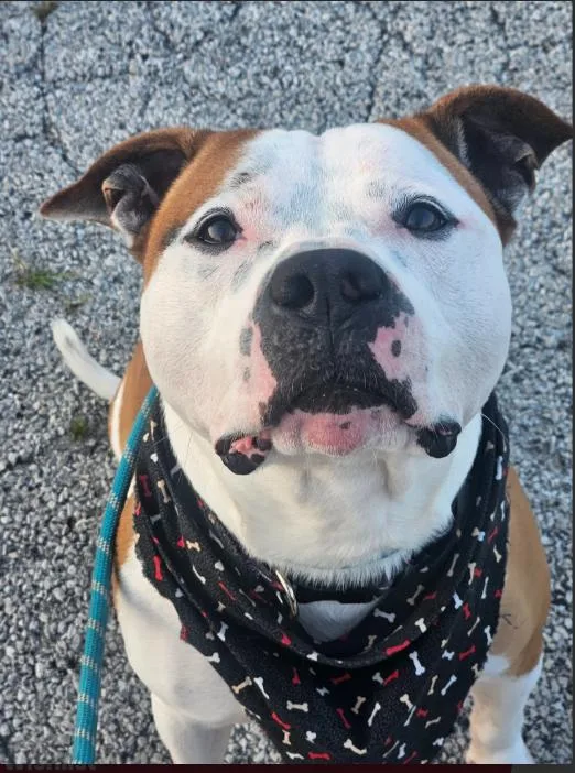 A young medium-sized male Bulldog dog named Forest Gump for adoption in Chicago, IL