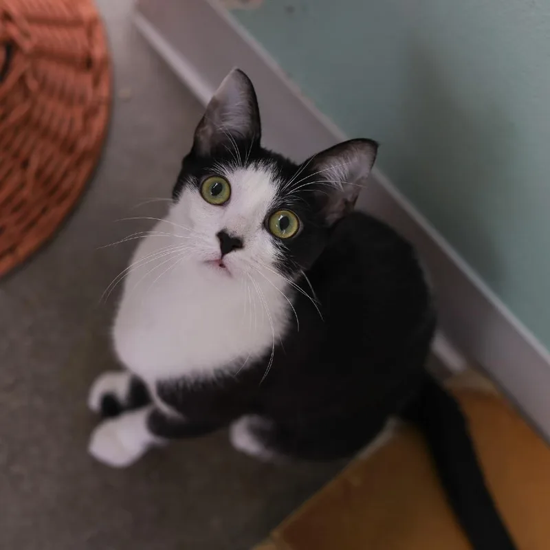 A young small-sized female Black Domestic Short Hair cat named Claire for adoption in Los Angeles, CA