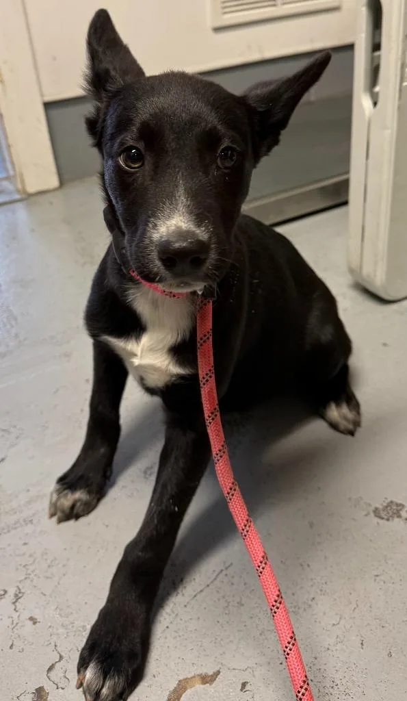 A baby medium-sized male Husky dog named Rocky for adoption in Ewing, NJ