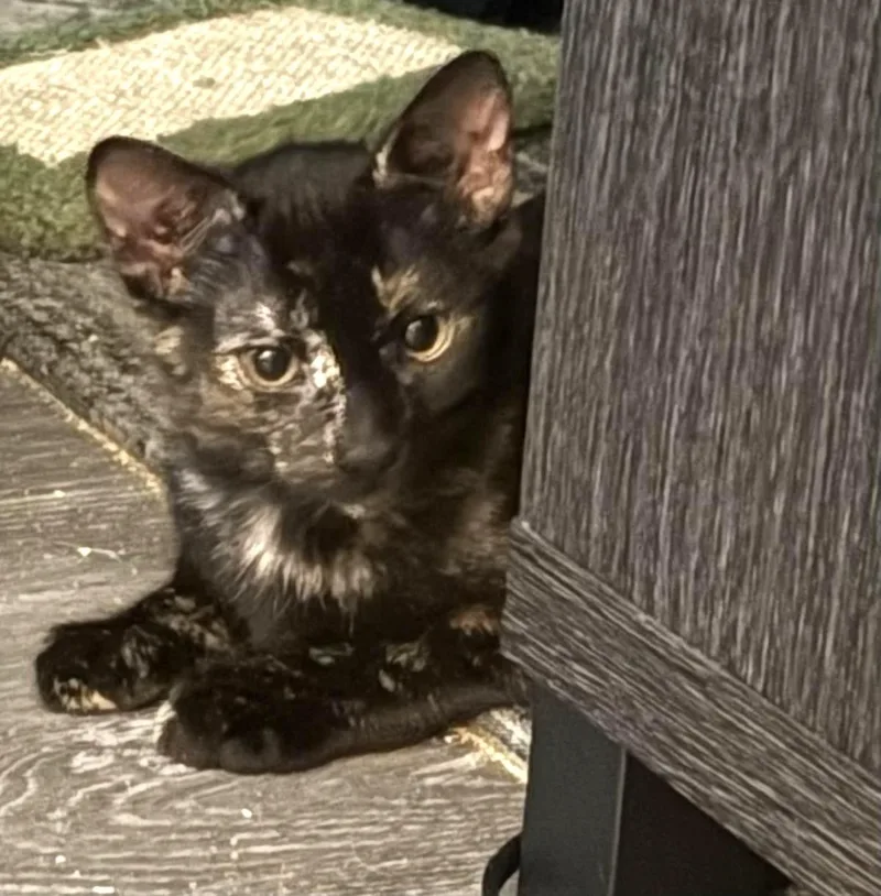 A baby small-sized female Black Domestic Short Hair cat named Nina Tortellina for adoption in Chandler, AZ