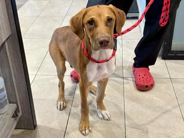 A baby small-sized male Labrador Retriever dog named Kapsu for adoption in Garland, TX