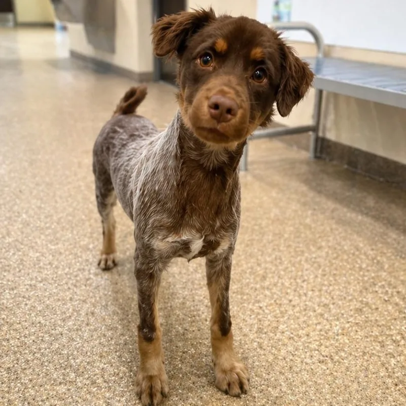 A young small-sized female Red / Chestnut / Orange Australian Shepherd dog named Cookie for adoption in Prince Frederick, MD