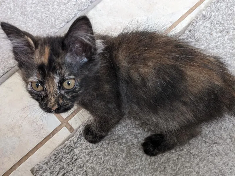 A baby medium-sized female Domestic Short Hair cat named Skittles for adoption in Salt Lake City, UT