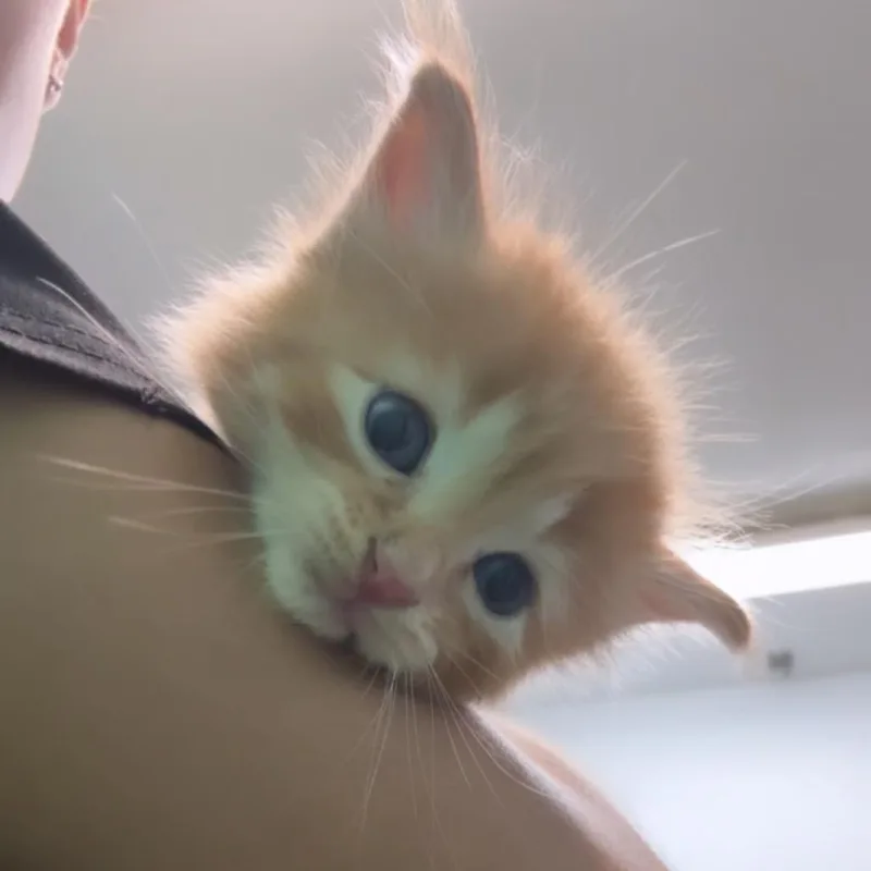 A baby small-sized male Buff / Tan / Fawn American Shorthair cat named Esponjita for adoption in Guaynabo, PR
