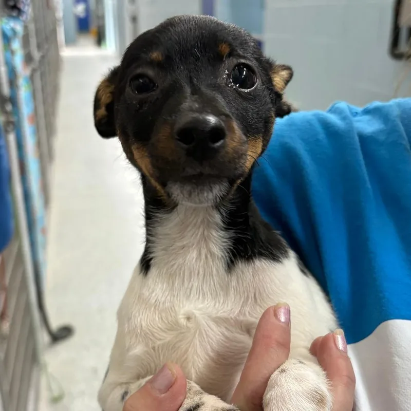 A baby small-sized male Black Chihuahua dog named Don for adoption in Camden, DE