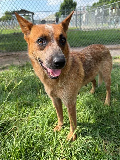 An adult medium-sized female Australian Cattle Dog / Blue Heeler dog named Malia for adoption in Conroe, TX