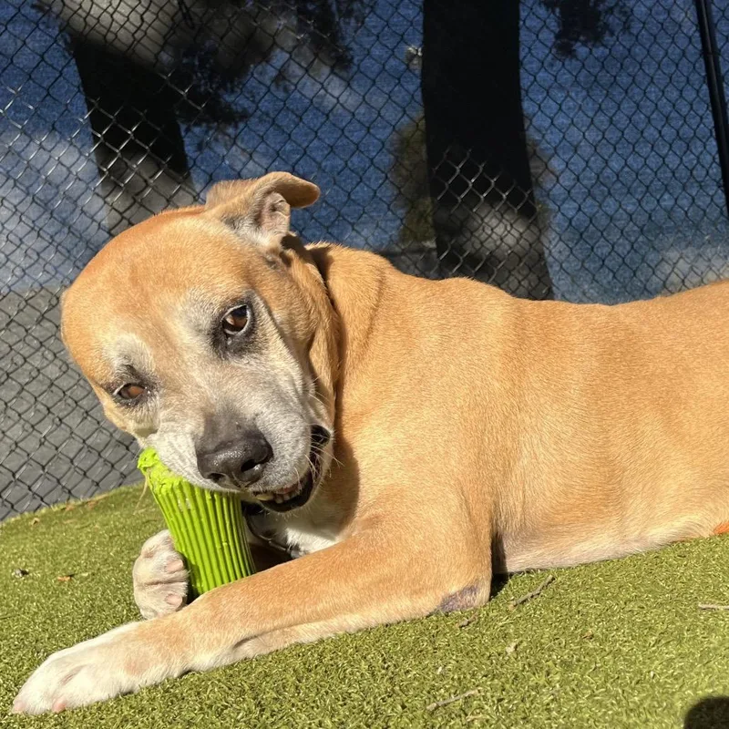 A senior large-sized male Brown / Chocolate Mixed Breed dog named Rusty for adoption in Sarasota, FL