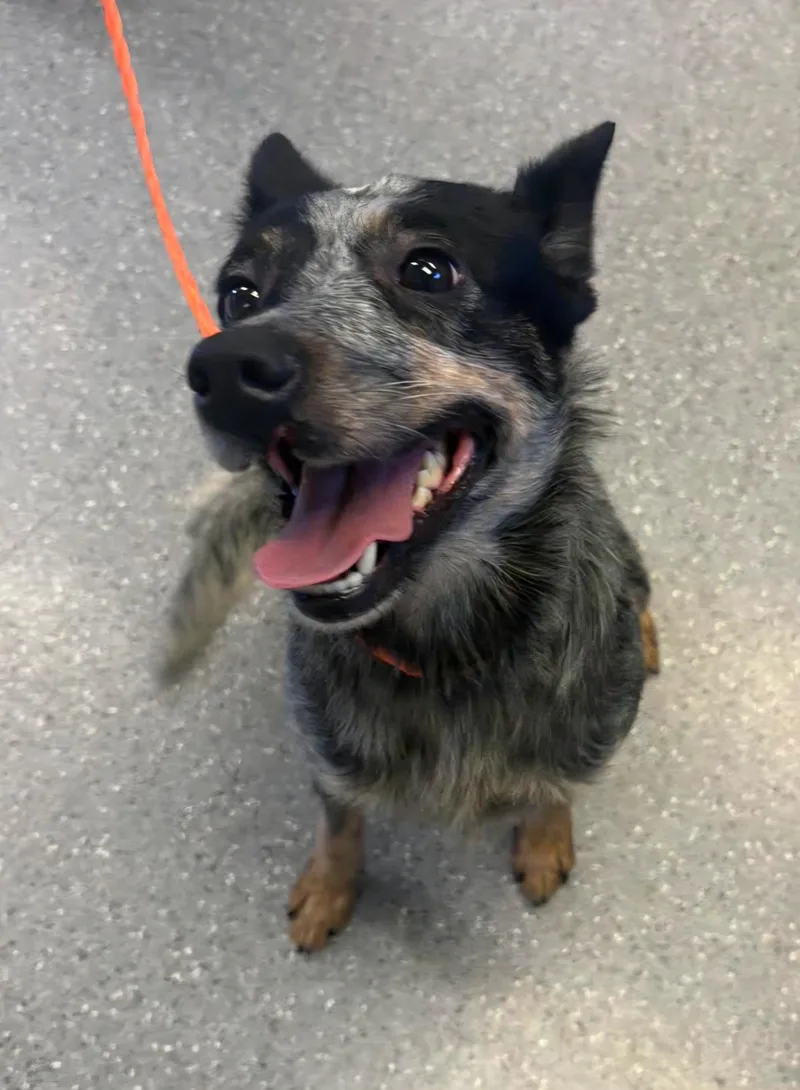 A young medium-sized female Merle (Blue) Australian Cattle Dog / Blue Heeler dog named Minnie for adoption in Watertown, NY