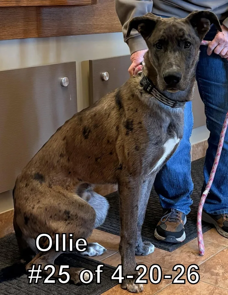 Ollie  Of