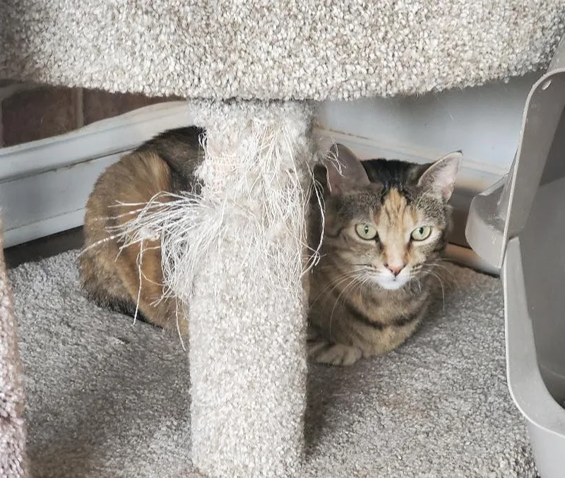An adult medium-sized female Domestic Short Hair cat named Luna for adoption in Skippack, PA