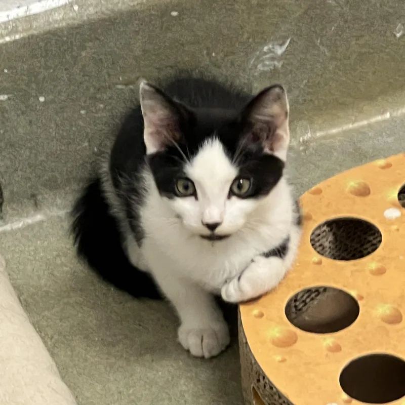 A baby medium-sized male Domestic Short Hair cat named Bat Cat for adoption in Palmetto, FL