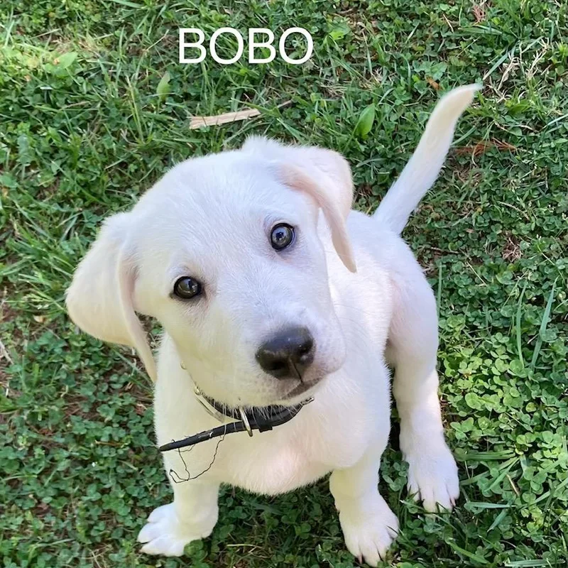 A baby medium-sized male White / Cream Labrador Retriever dog named Bobo for adoption in Albany, NY