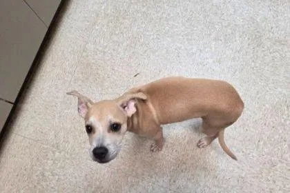 A baby medium-sized male Mixed Breed dog named Kenzo for adoption in Westland, MI