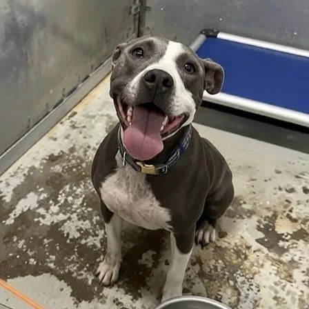 A baby small-sized female White / Cream Pit Bull Terrier dog named Nala for adoption in Oak Ridge, TN