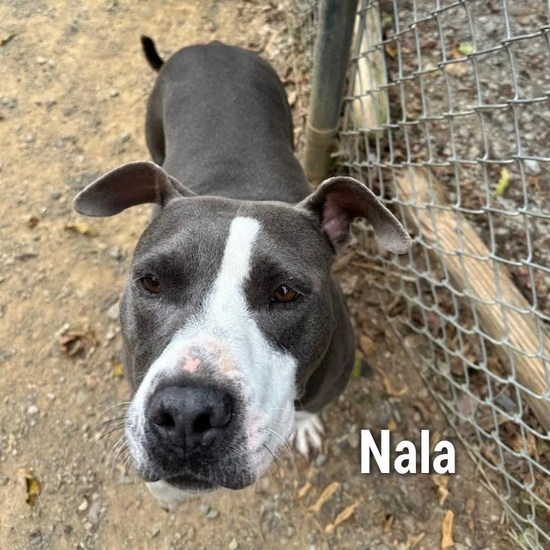 Nala thumbnail 2