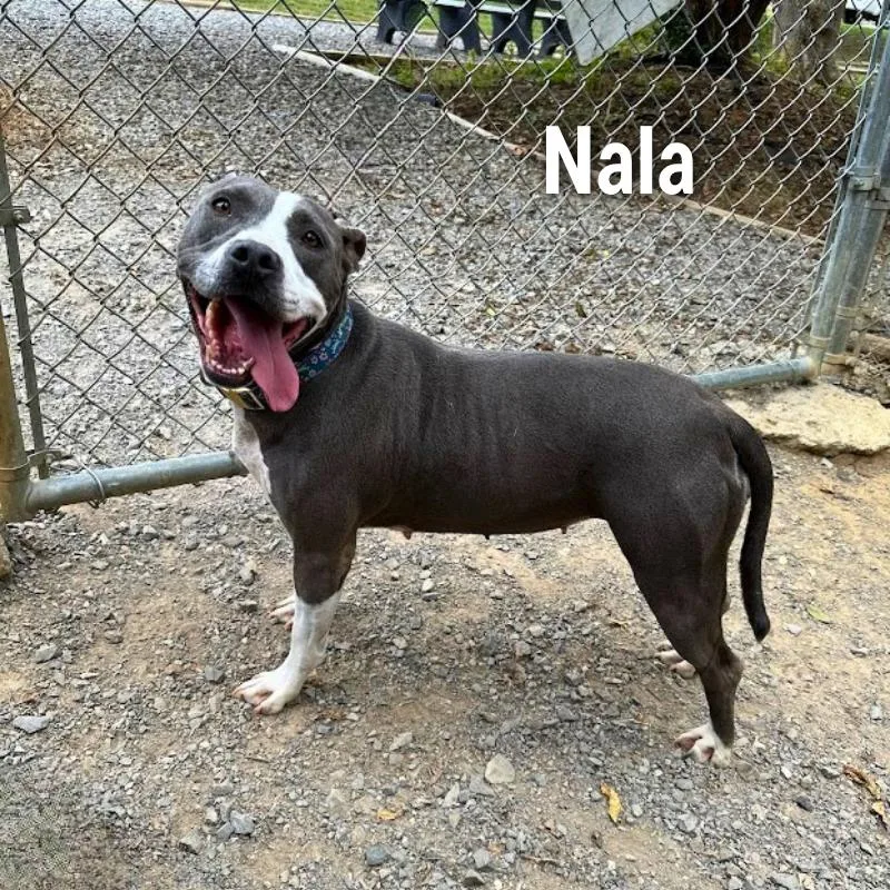 Nala thumbnail 3