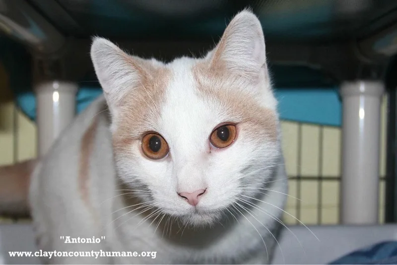 An adult medium-sized male Orange & White Domestic Short Hair cat named Antonio CCHS for adoption in Locust Grove, GA