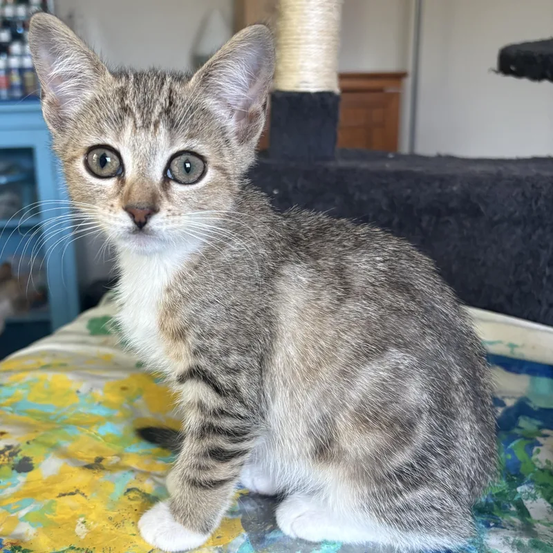 A baby medium-sized female Domestic Short Hair cat named Katniss for adoption in Warwick, RI