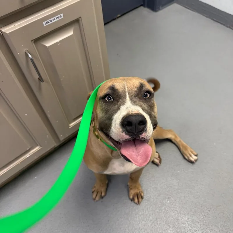 A young medium-sized female Yellow / Tan / Blond / Fawn Mixed Breed dog named Coraline for adoption in Oxford, MS