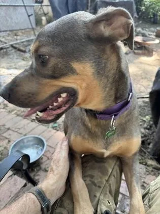 An adult large-sized male Mixed Breed dog named Moose for adoption in Atlanta, GA