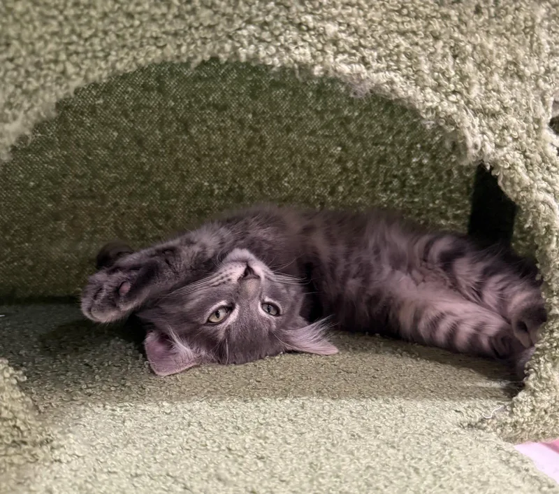 A baby small-sized male Gray / Blue / Silver Ragdoll cat named Doppler And Cumulus for adoption in Walnut Creek, CA
