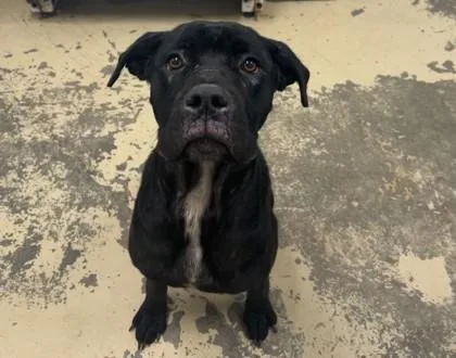 A young medium-sized female Cane Corso dog named Clancey for adoption in West Memphis, AR