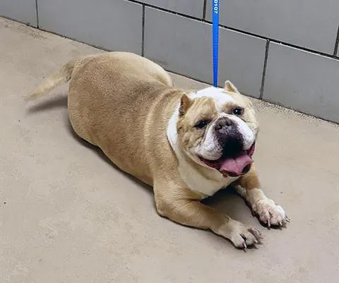 An adult medium-sized female Yellow / Tan / Blond / Fawn Mixed Breed dog named Mocha for adoption in Nashville, TN