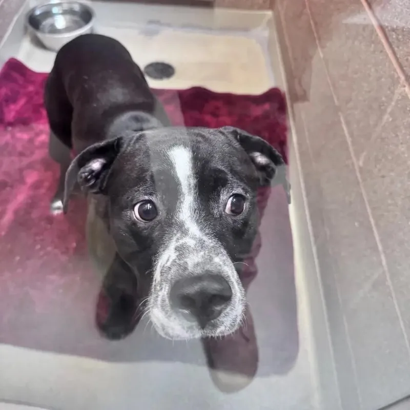 An adult medium-sized male Black Mixed Breed dog named Richard for adoption in Bismarck, ND