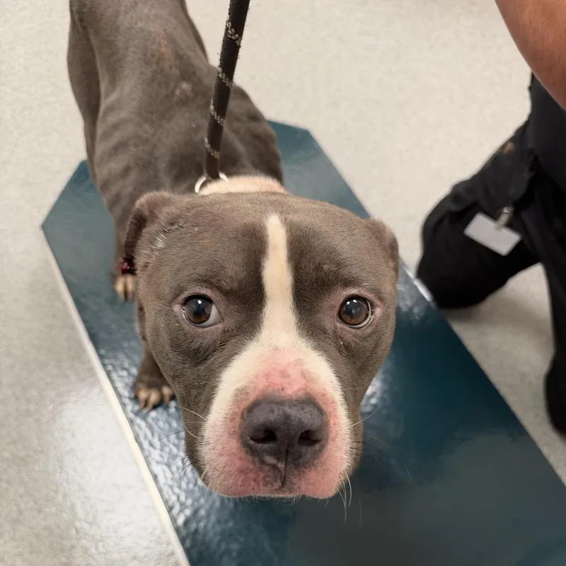 An adult large-sized male Gray / Blue / Silver Pit Bull Terrier dog named Sammie for adoption in Batavia, OH