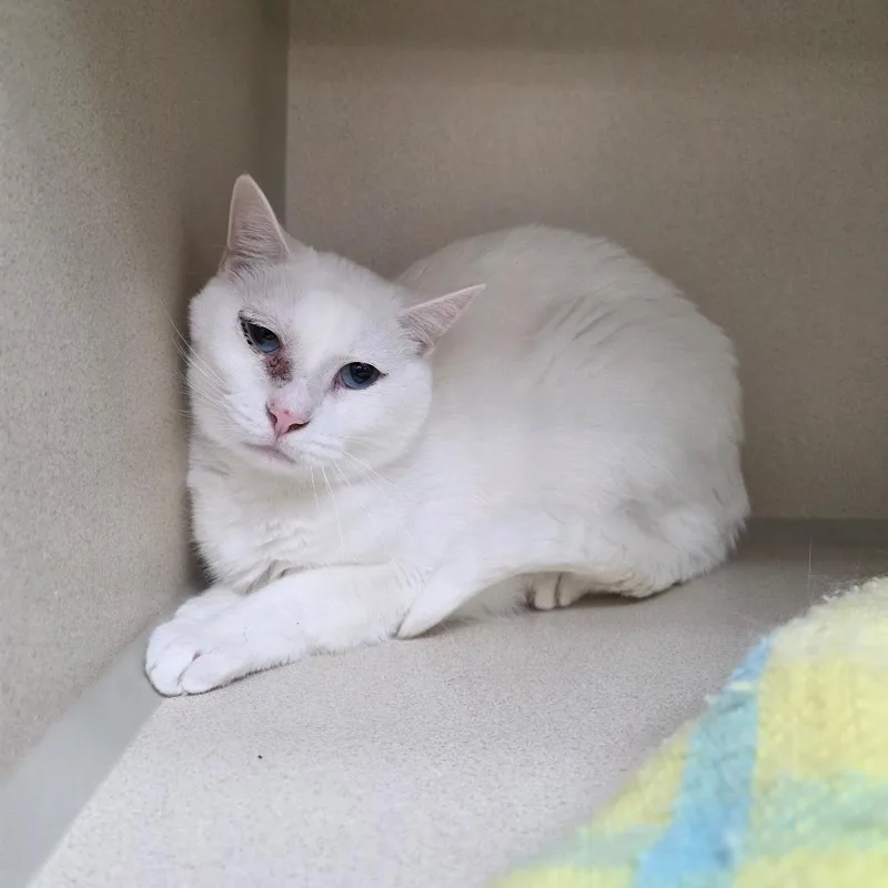 An adult large-sized male White Domestic Short Hair cat named Butters for adoption in Great Falls, MT