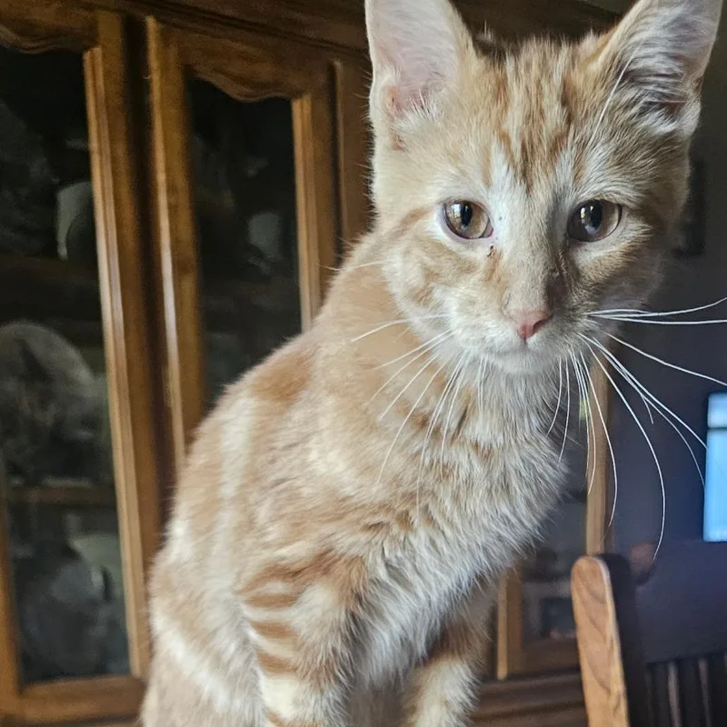 A baby small-sized male Orange / Red Domestic Short Hair cat named Todd for adoption in Rochester, MN